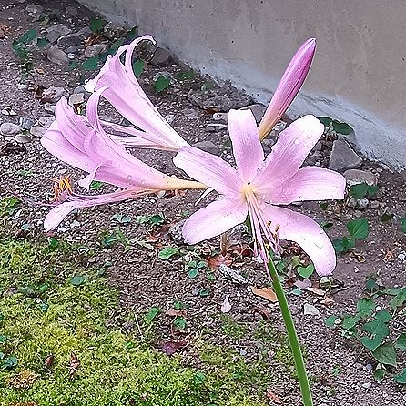 ナツズイセン