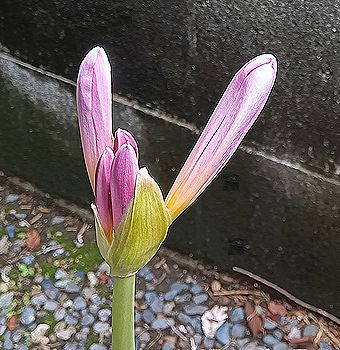 ナツズイセン