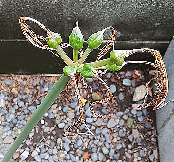 ナツズイセン