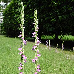 ネジバナの花