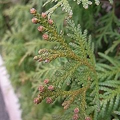 ニオイヒバ