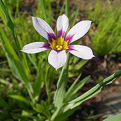 ニワゼキショウ