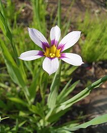 庭石菖 ニワゼキショウ