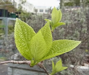 ノリウツギ