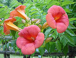 アメリカノウゼンカズラ