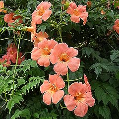 ノウゼンカズラ