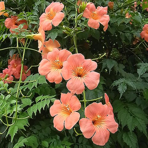 ノウゼンカズラ