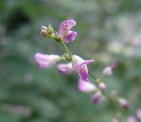 盗人萩 （ぬすびとはぎ）写真集　１