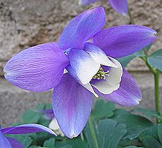 苧環（オダマキ）