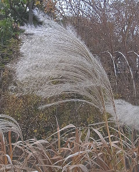 オギ