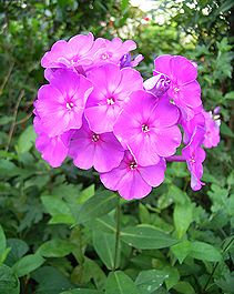 花魁草 オイランソウ