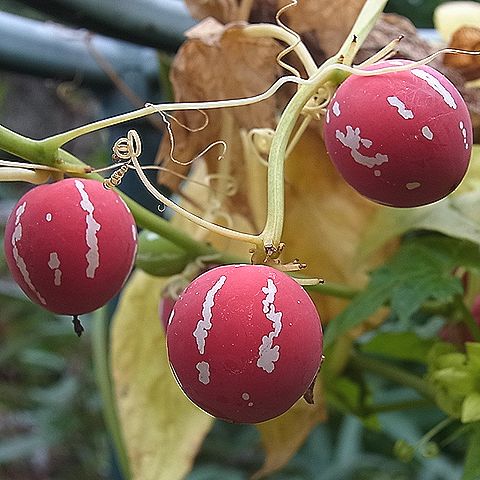 沖縄スズメウリの実