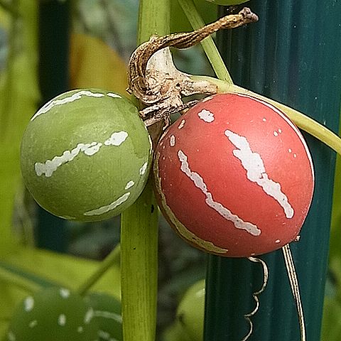 沖縄スズメウリの実