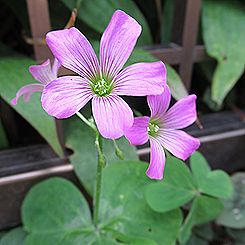 ムラサキカタバミ、オキザリス