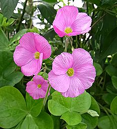 ハナカタバミ、オキザリス