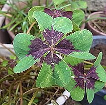 オキザリス・デッペイ