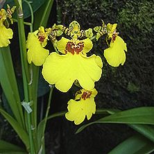 オンシジューム