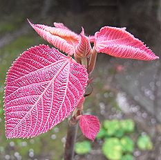 オオバベニガシワ