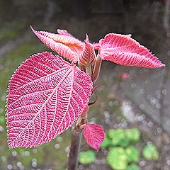 オオバベニガシワ