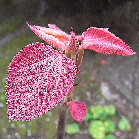 オオバベニガシワ