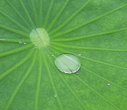 ハスの葉の上の「水玉」が動く動画のサムネイル
