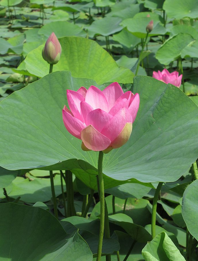 ハスの花