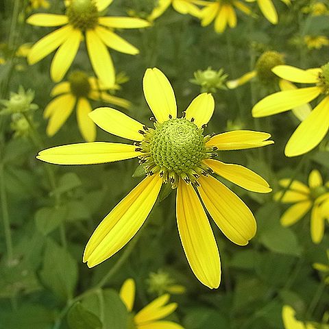 オオハンゴンソウ