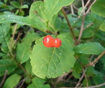 オオヒョウタンボク