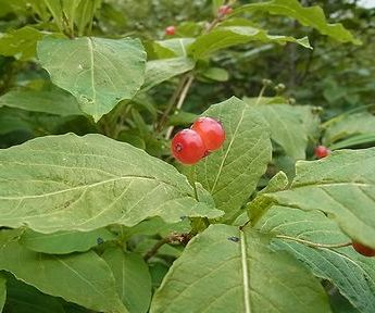 オオヒョウタンボク