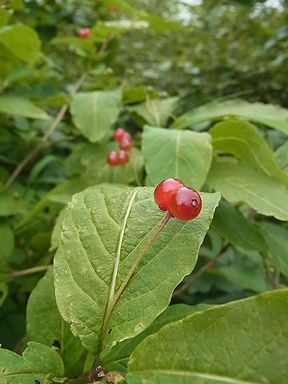 オオヒョウタンボク