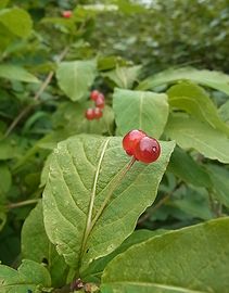 オオヒョウタンボク