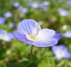 オオイヌノフグリ