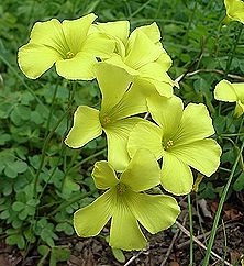 オオキバナカタバミ