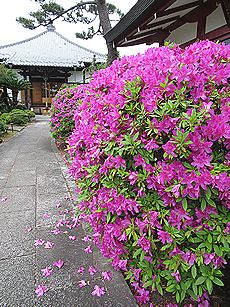 オオムラサキツツジ