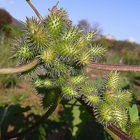 オオオナモミ