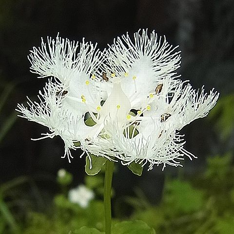 シラヒゲソウ