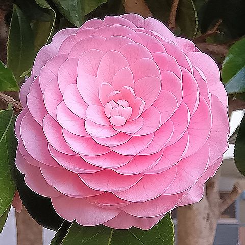 オトメツバキ