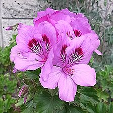 ペラルゴニューム