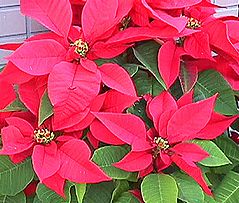 季節の花300の表紙のポインセチアの花