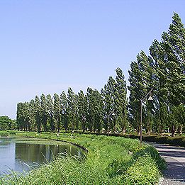 ポプラ