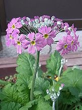 季節の花300の表紙のプリムラ・マラコイデスの花