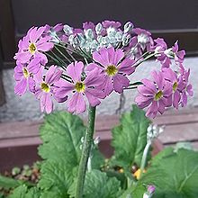 プリムラ・マラコイデス