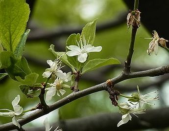 最高プルーン 花言葉 すべての美しい花の画像