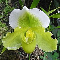 パフィオペディルム