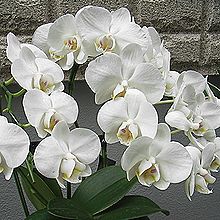 コチョウラン、ファレノプシス