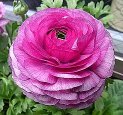 ラナンキュラス