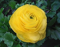 季節の花300の表紙のラナンキュラス