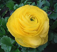 季節の花300の表紙のラナンキュラスの花