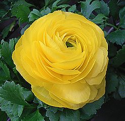 季節の花300の表紙のラナンキュラス