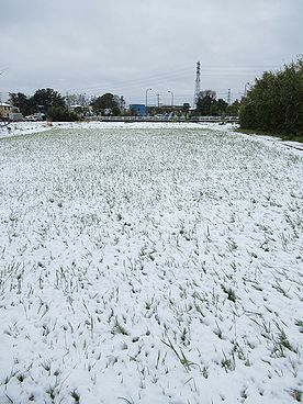 レンゲソウ、イネ